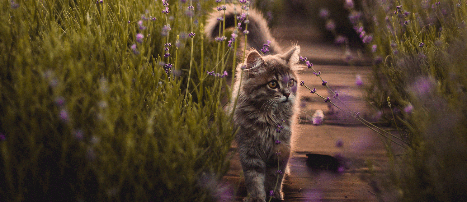 Aromathérapie pour animaux : apaiser les douleurs avec les huiles essentielles
