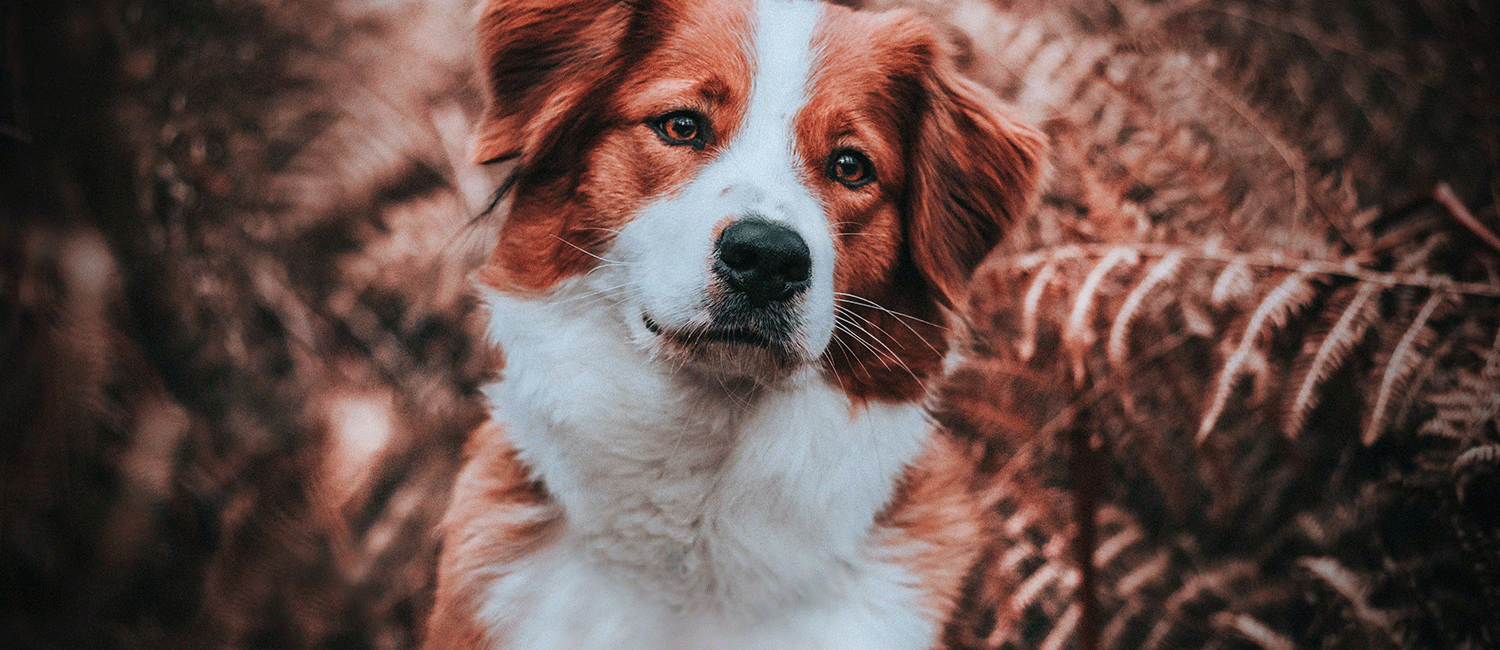 Comment se préparer au décès de mon animal ?